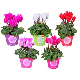 Pack de 5 Violeta de los Alpes Cyclamen Plantas con Flores de Colores