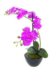 Europalms 82530349 Orchid Arrangement 4, Multicolor