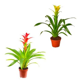 Set de Bromelia Roja + Amarilla Naturales un Toque de Color para tu Hogar