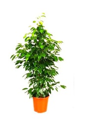 Ficus Benjamina Planta Natural de Interior - Fácil de Cuidar y Decorar