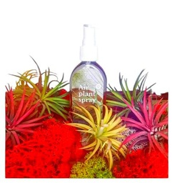 Set Premium DECOALIVE Formado por 5 Tillandsias Coloridas y por un Spray con Abono para Plantas del Aire