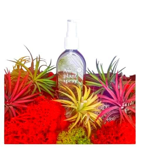 Set Premium DECOALIVE Formado por 5 Tillandsias Coloridas y por un Spray con Abono para Plantas del Aire