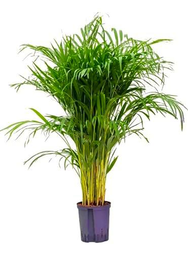 Areca 100cm Exuberante Planta Natural en Maceta de 17 cm