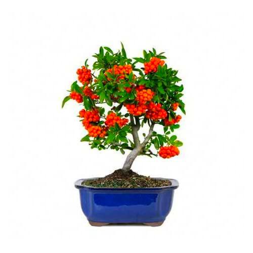 Bonsái Natural de Pyracanta con Maceta de Cerámica Ornamental Espino de Fuego