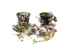 Duo de Ceropegia Woodii Pack de 2 Plantas Naturales de Interior Rosario de Corazones