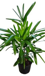 Palmera Bamboo O Rhapis Excelsa Natural Palmera de Salón Fácil de Mantener