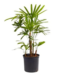 Rhapis Excelsa Palmera de Salón Natural y Resistente