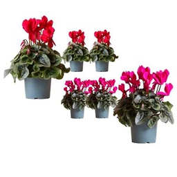 Pack de 6 Cyclamen Naturales para Decorar el Hogar