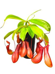 Planta Que Come Insectos Nepenthes Planta Carnívora Grande