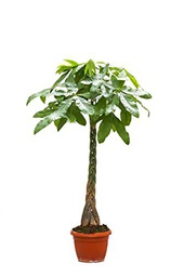 Pachira XL Natural Elegante Planta Viva para Crear un Rincón Encantador