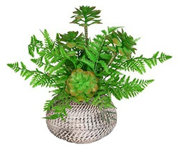 VEA SRL Planta Grasa y Helecho 20 x 41 cm LAO57493