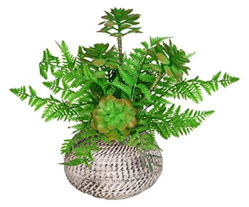 VEA SRL Planta Grasa y Helecho 20 x 41 cm LAO57493