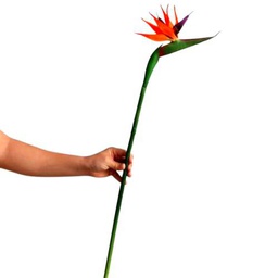Ramo de Flores de Strelitzia Frescas con 10 Flores en Diseño Moderno y Elegante Ave del Paraíso