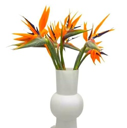 Ramo de Ave del Paraíso Flores Frescas con 10 Tallos Perfecto para Aniversarios Strelitzia