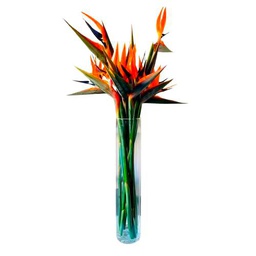 Ramo de Ave del Paraíso DECOALIVE Bouquet de 10 Flores de Strelitzia Frescas y Naturales