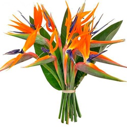 Ramo de Flores de Strelitzia Naranja Naturales con 10 Flores de Temporada Ave del Paraíso