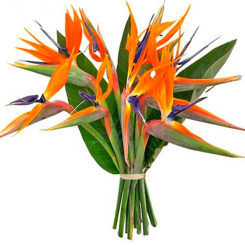 Ramo de Flores de Strelitzia Naranja Naturales con 10 Flores de Temporada Ave del Paraíso