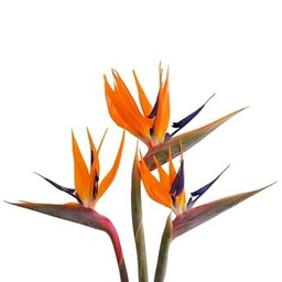 Ramo de Ave del Paraíso Natural y Fresca con 10 Flores para Decoración y Regalos Especiales