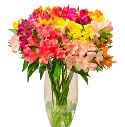 Bouquet de Flores Naturales - 30 Alstroemerias Frescas para Decoración