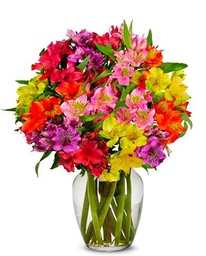 Ramo de Lirios del Perú | DECOALIVE| Flores Cortadas Frescas y Elegantes | Kit 30 Flores