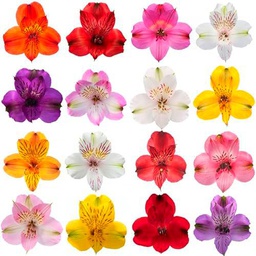 Ramo de Flores Frescas - Alstroemerias Premium de Larga Duración