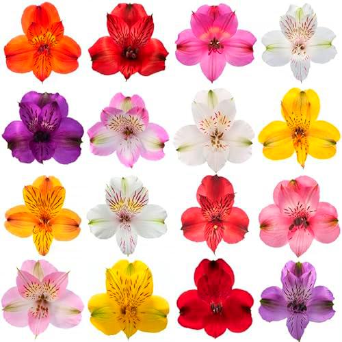 Ramo de Flores Frescas - Alstroemerias Premium de Larga Duración