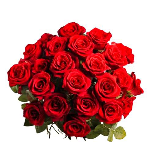 Ramo de Rosas Rojas Natural con 25 Flores de Color Puro y Elegante Rosas para Regalar