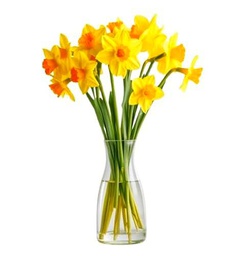 Ramo de Narcisos Amarillos Frescos con 50 Flores Naturales en Diseño Moderno y Elegante Ramo Premium