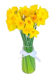 Ramo de Narcisos Naturales Color Amarillo con 50 Flores en Presentación Premium para Detalles Especiales Narcissus