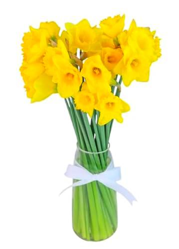 Ramo de Narcisos Naturales Color Amarillo con 50 Flores en Presentación Premium para Detalles Especiales Narcissus
