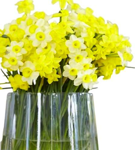 Ramo de Narcisos Color Amarillo con 50 Flores TOP, Ideal para Decoración