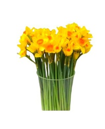 Ramo de Narcissus Amarillos Bulbos Naturales con 50 Flores en Tonos Vibrantes Narcisos Amarillos Ocasiones Especiales