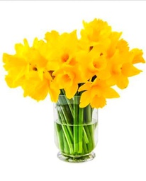 Ramo de Narcisos Amarillos DECOALIVE Bouquet de 50 Flores Amarillas Frescas y Naturales