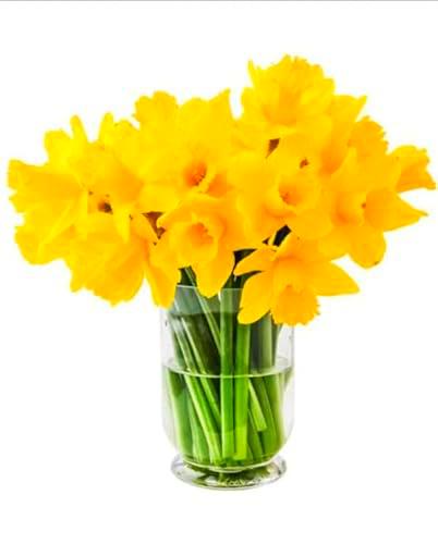 Ramo de Narcisos Amarillos DECOALIVE Bouquet de 50 Flores Amarillas Frescas y Naturales