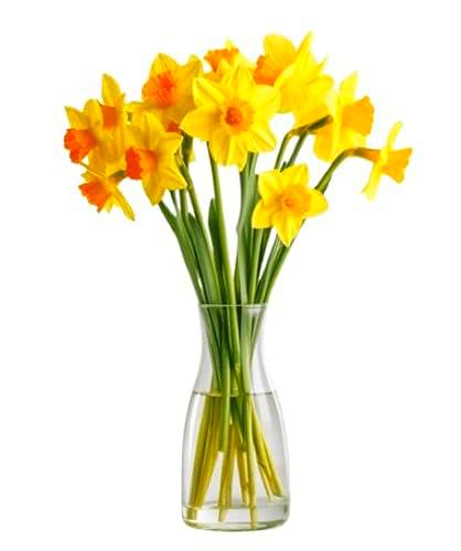 Ramo de Narcisos Amarillos Naturales con 50 Flores de Color Puro y Elegante Narcissus