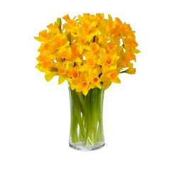 Ramo de Narcisos Amarillos Frescos con 50 Flores, Perfecto para Aniversarios