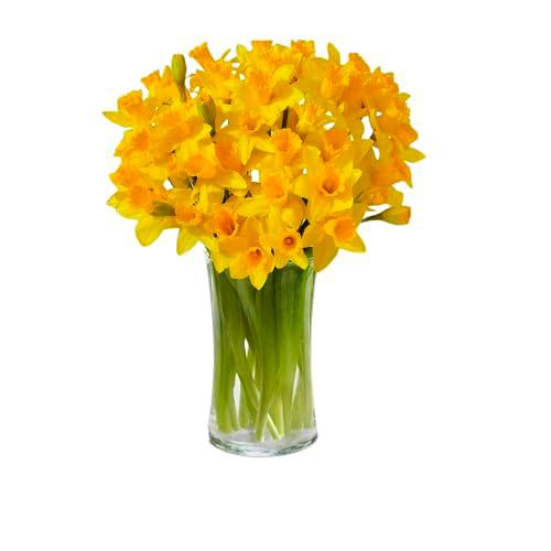 Ramo de Narcisos Amarillos Frescos con 50 Flores, Perfecto para Aniversarios
