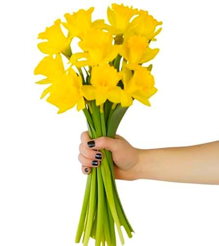 Ramo de Narcisos Naturales Flores Frescas Color Amarillo Ramo con 50 Flores de Temporada