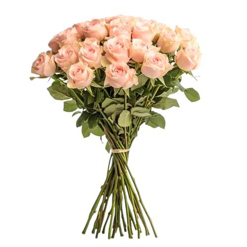 Bouquet de Rosas Color Rosa Claro Flores Frescas con 25 Flores para Regalar en Cualquier Ocasión Rosas Rosa Claro Naturales