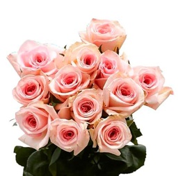 Bouquet de Rosas Frescas ROSA CLARO con 25 Flores para Sorprender en Cualquier Evento