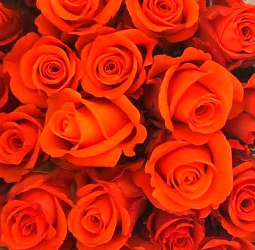 Bouquet de Rosas Color Naranja Flores Frescas con 25 Flores para Regalar en Cualquier Ocasión Rosas Naranja Naturales