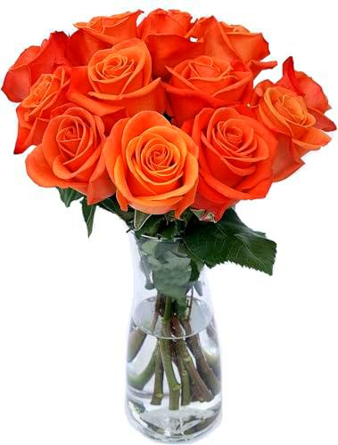 Ramo de Rosas Naranja Natural con 25 Flores de Color Vibrante y Elegante Rosas para Regalar