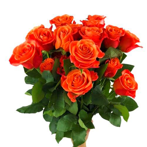 Ramo de Rosas Naranja Frescas con 25 Flores en Diseño Moderno y Elegante Ramo Rosas Premium Color Naranja