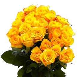 Ramo de ROSAS AMARILLAS Naturales con 25 Flores en Tonos Vibrantes Rosas Amarillas Frescas para Ocasiones Especiales