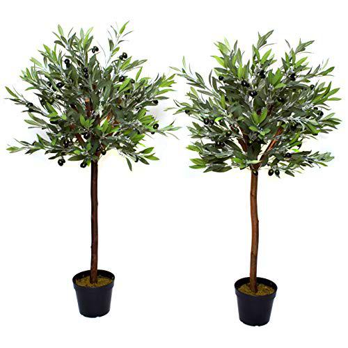 GreenBrokers Limited - Árbol de Interior (Aceituna)