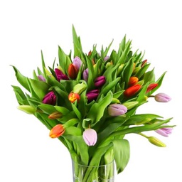 Ramo de Bulbos de Tulipán DECOALIVE Bouquet de 50 Flores Coloridas Frescas y Naturales