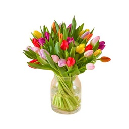 Ramo de Tulipanes DECOALIVE con 50 Flores PREMIUM Ideales para Decoración Tulipanes Frescos Naturales