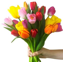 Ramo de Tulipanes Frescos con 50 Flores para Decoración y Regalos Especiales