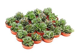 Suculentas Tipo Adromischus Bandeja de 20 Unidades Plantas Crasas Naturales