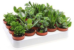 Suculentas Tipo Crassula Bandeja de 20 Unidades Plantas Crasas Naturales